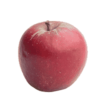 Æble - Holsteiner Cox  