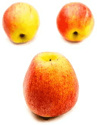 Æble - Royal Gala
