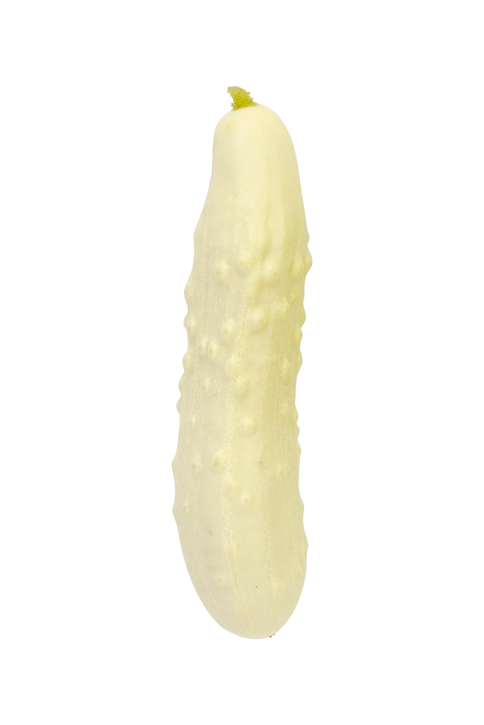 Agurk (Long White)