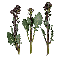 Aspargesbroccoli - smølfebroccoli
