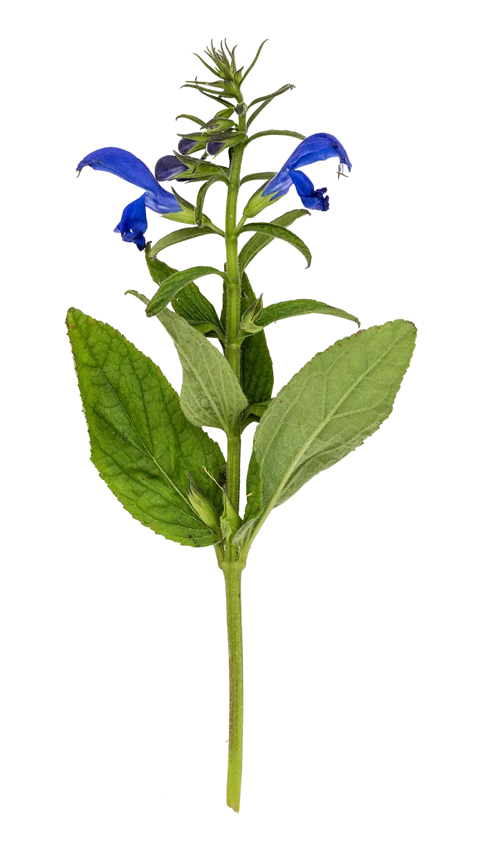 Blå salvie (salvia patens)