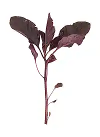 Blad-amaranth - fin og mild