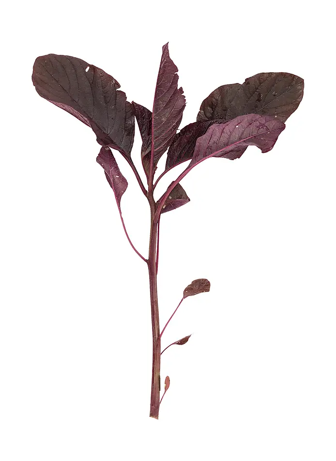 Blad-amaranth