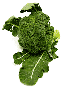 Broccoli  – Blomkålens grønne fætter!