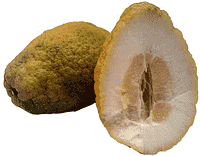 Cedro-citron – En kæmpe citron med en tyk og mild skal