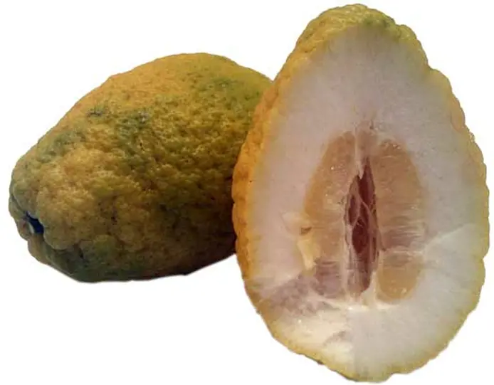 Cedro-citron