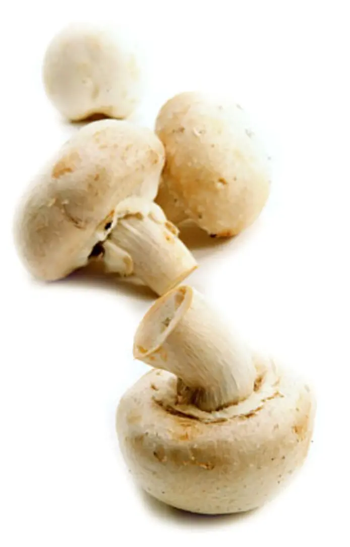 Champignon 