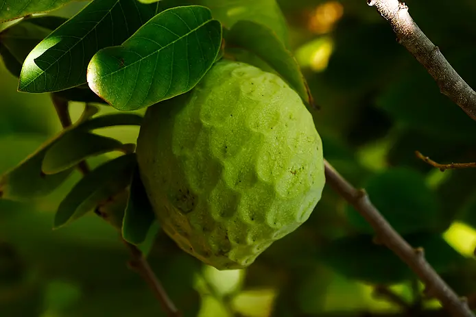 Cherimoya