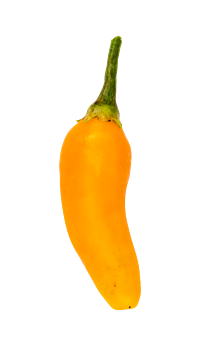 Chili (Aji amarillo) - frisk og frugtagtig