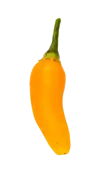 Chili (Aji amarillo) - frisk og frugtagtig