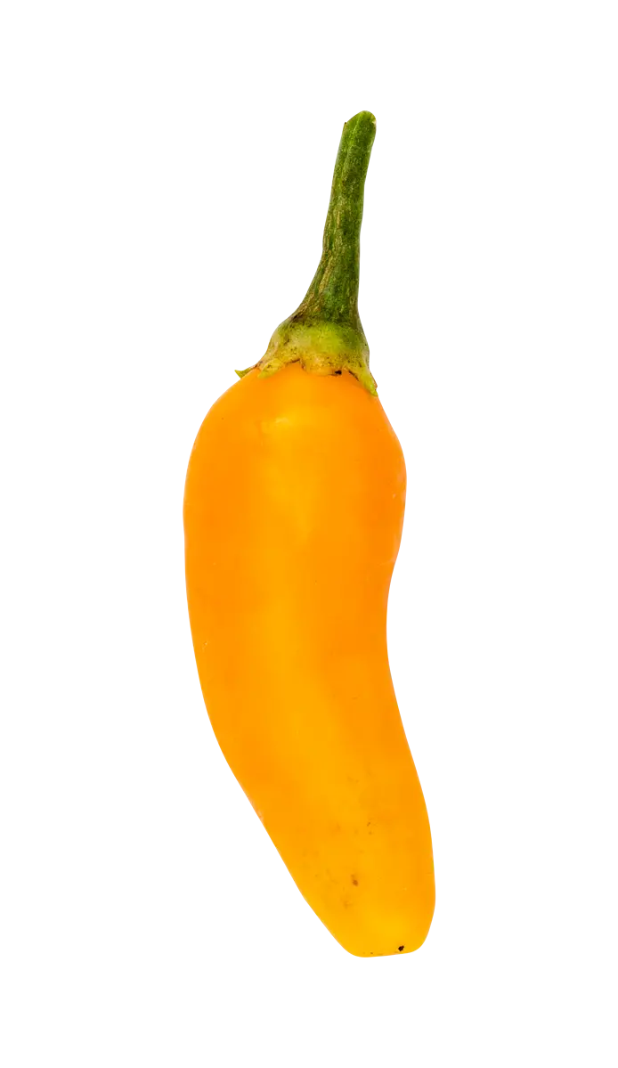 Chili (Aji amarillo)