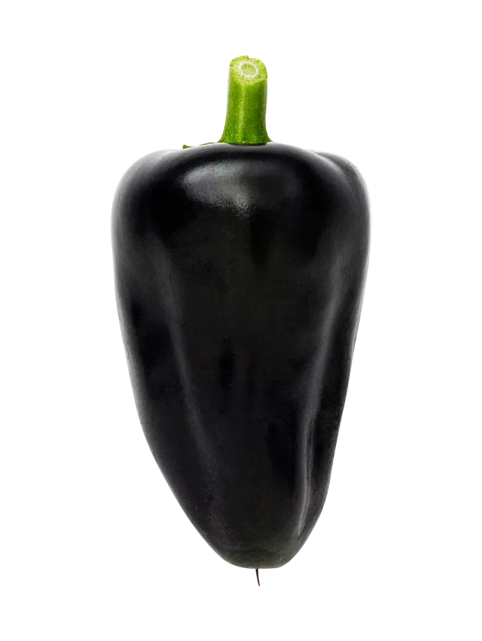 Chili (Hungarian Black)