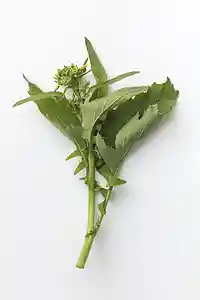 Cime di rapa – En bitter, men smuk italiener