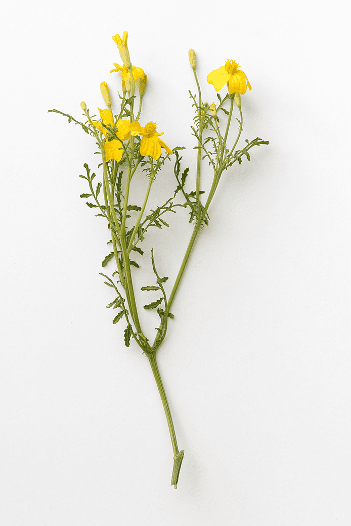 Citrontagetes