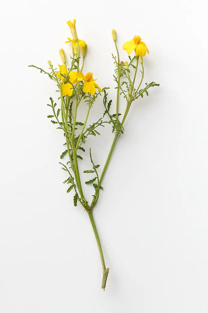 Citrontagetes