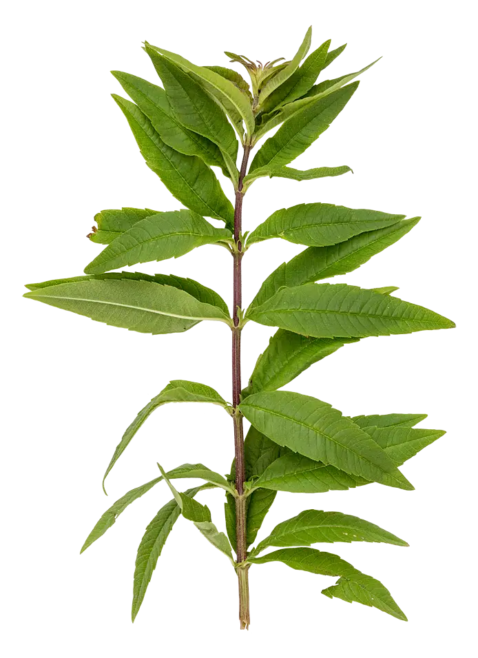 Citronverbena