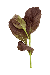 Garnet giant (kålblade) - sød sennepssmag