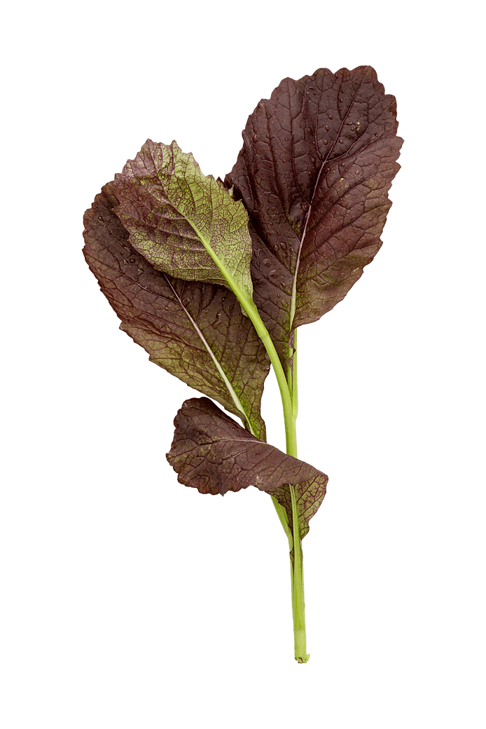 Garnet giant (kålblade)