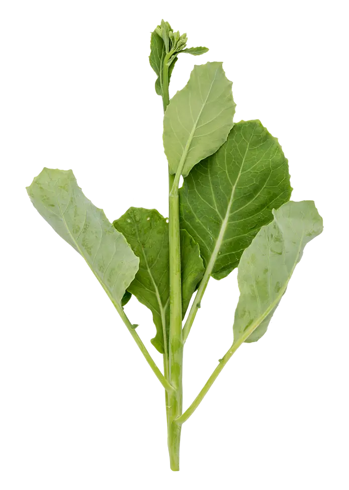 Kinesisk broccoli