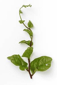 Malabarspinat - Asiatisk spinat