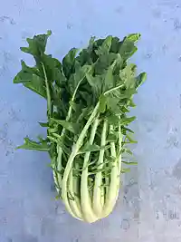 Puntarelle – bitter luksus