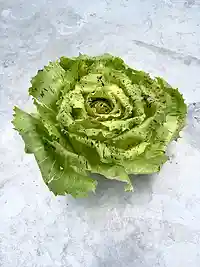 Radicchio Castelfranco - elegant og let bitter