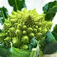 Romanesco – smukt kålhoved