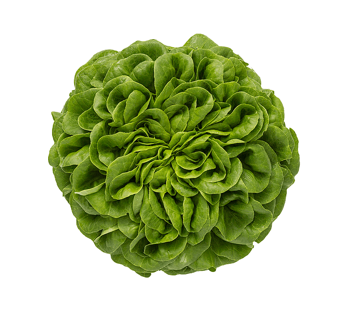 Salanova-salat
