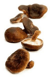 Shiitake-svampe  - mild og nøddeagtig