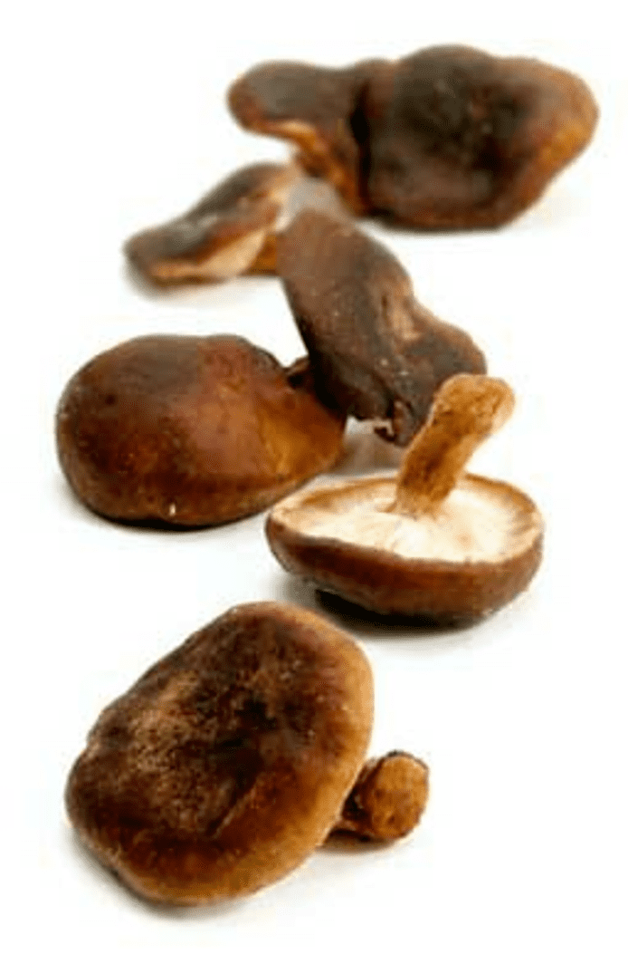 Shiitake-svampe