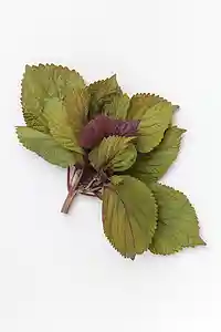 Shiso - Japansk krydderurt