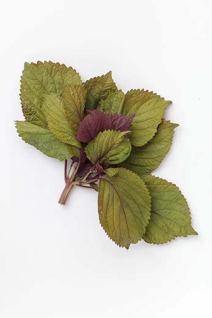 Shiso