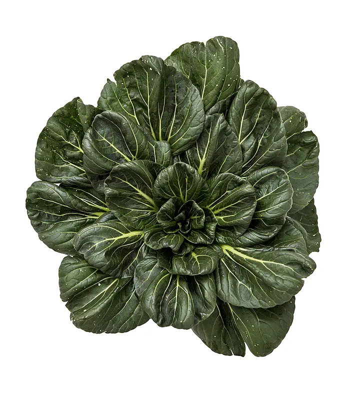 Tatsoi