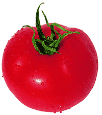 Tomat – Rund og rød