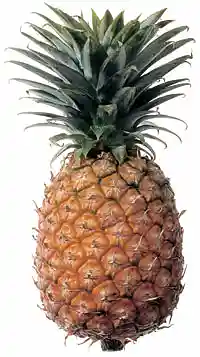 Ananas