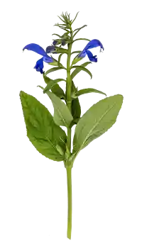 Blåsalvia (Salvia patens)