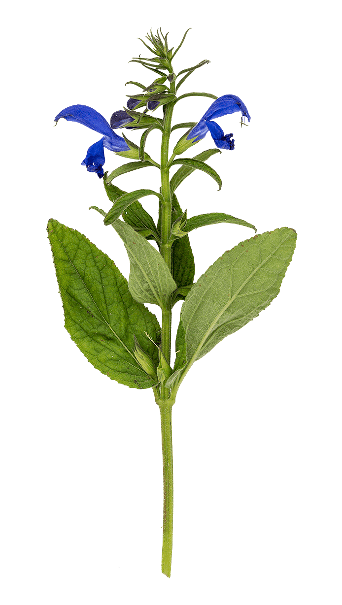 Blåsalvia (Salvia patens)
