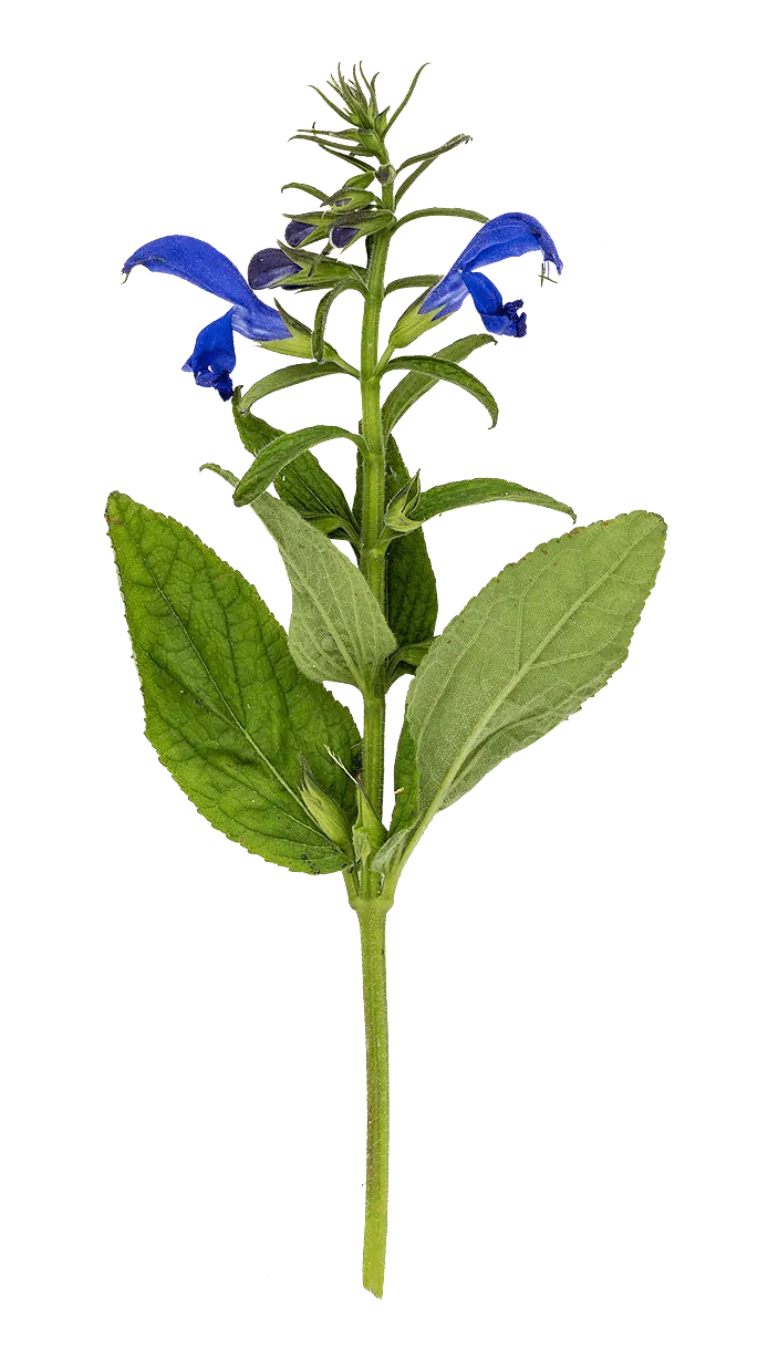 Blåsalvia (Salvia patens)