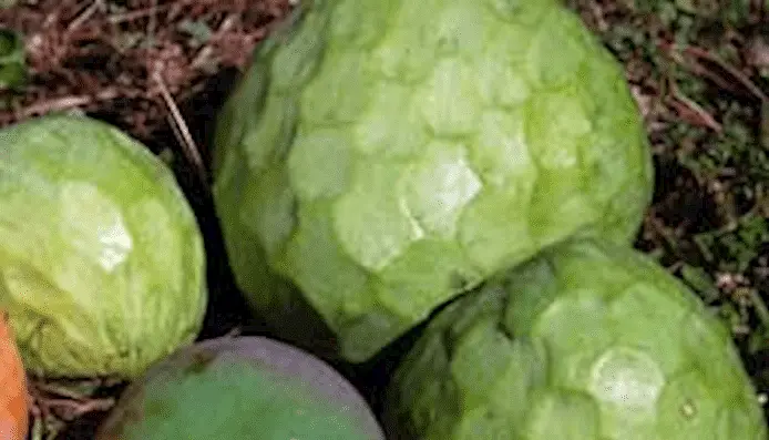 Cherimoya (kirimoja)