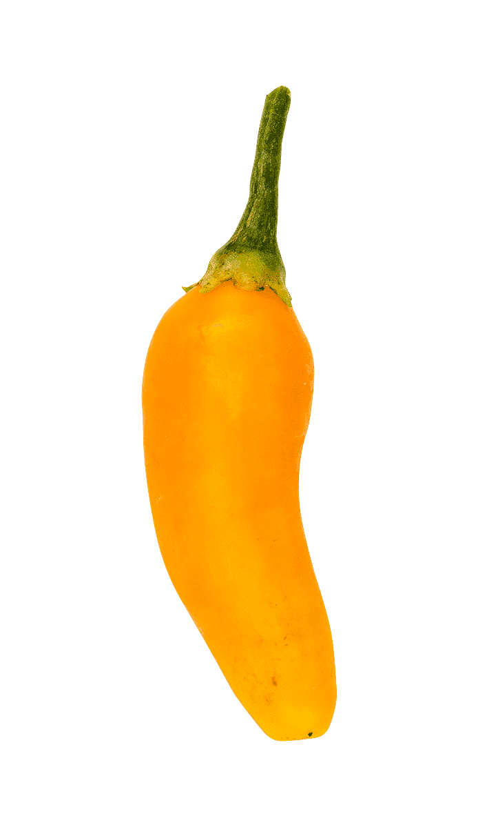 Chili (Aji amarillo)