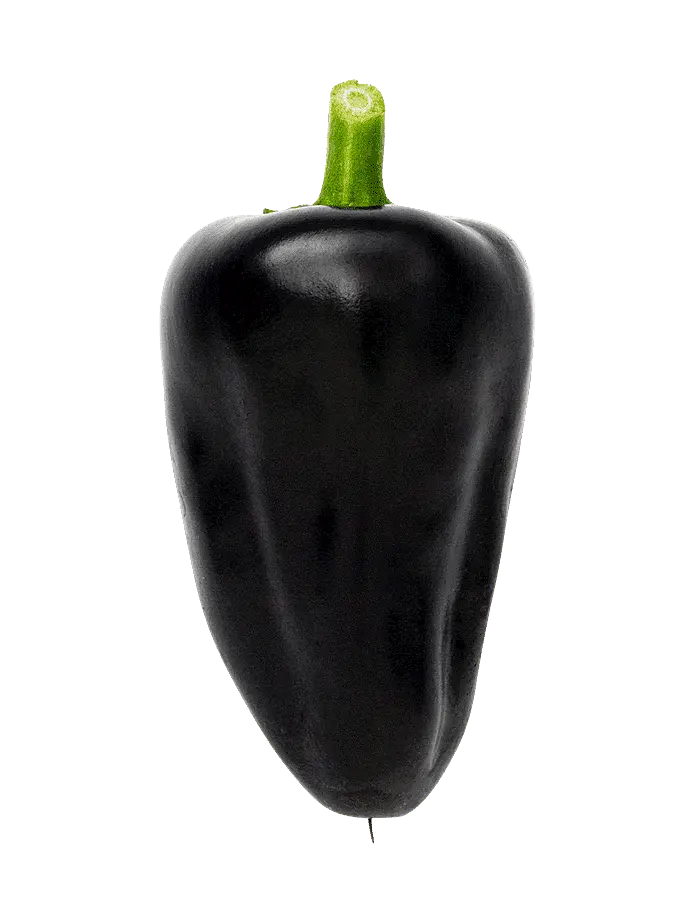 Chili (Hungarian Black)