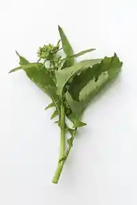 Cime di rapa