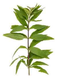 Citronverbena