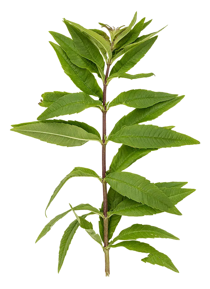 Citronverbena