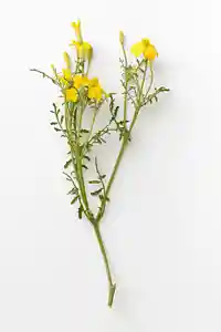 Kryddtagetes (citrontagetes)