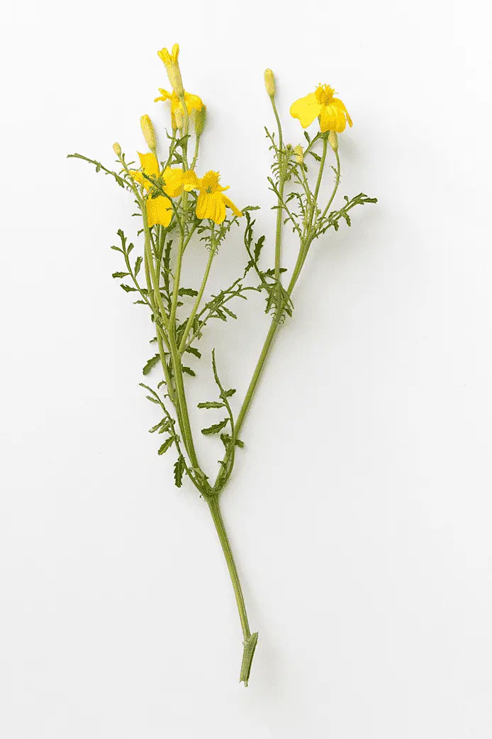 Kryddtagetes (citrontagetes)