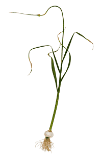 Ormlök (Allium ophioscorodon)