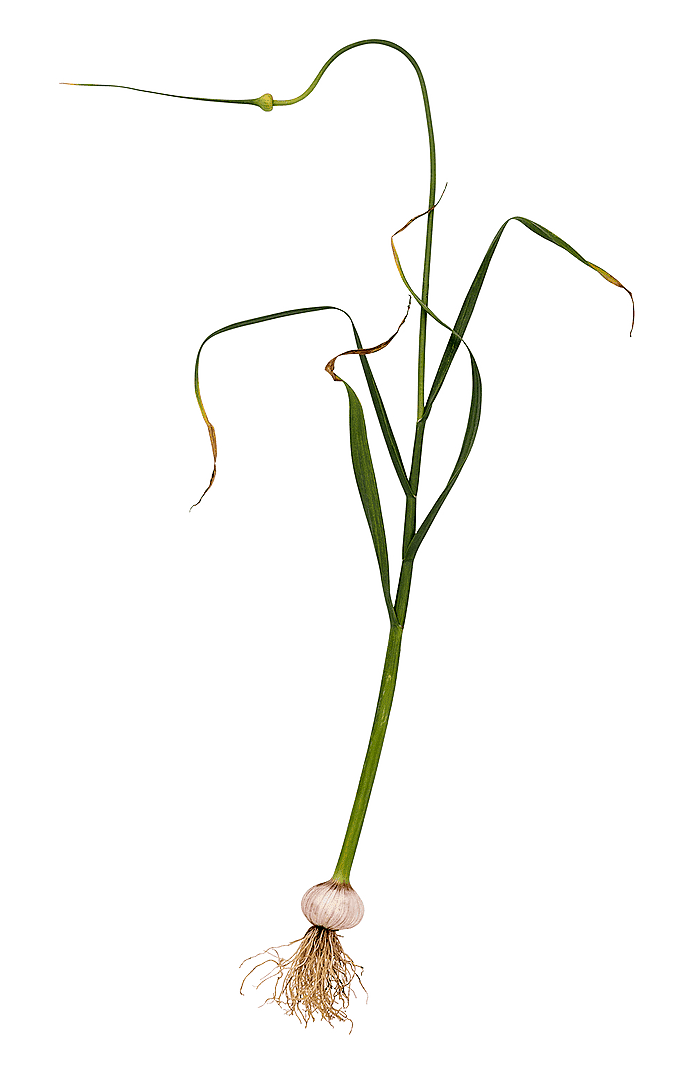 Ormlök (Allium ophioscorodon)