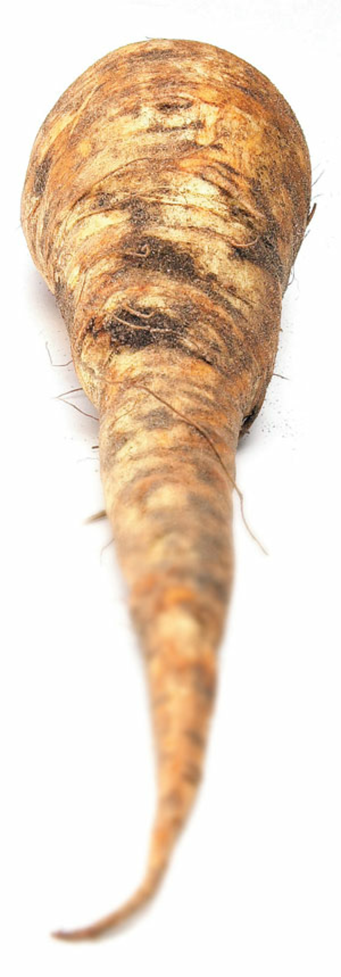 Persiljerot