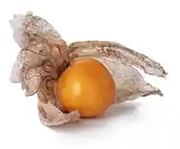 Physalis